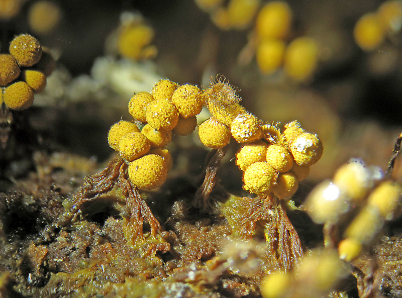 Cribraria aurantiaca?